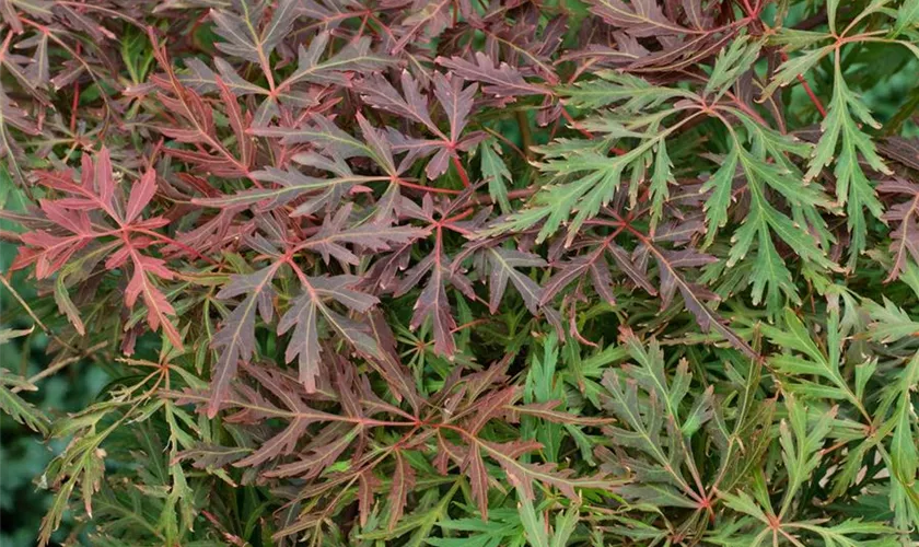 Acer palmatum 'Orangeola', Stamm