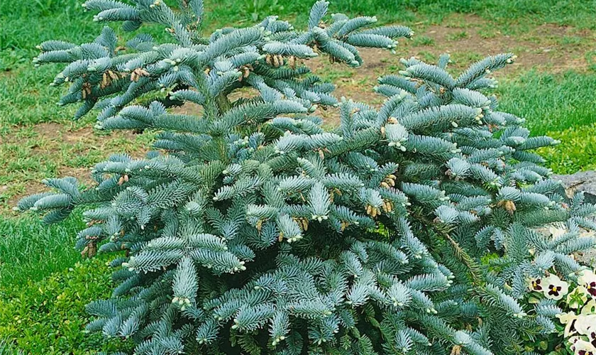 Abies procera 'Bizarro'