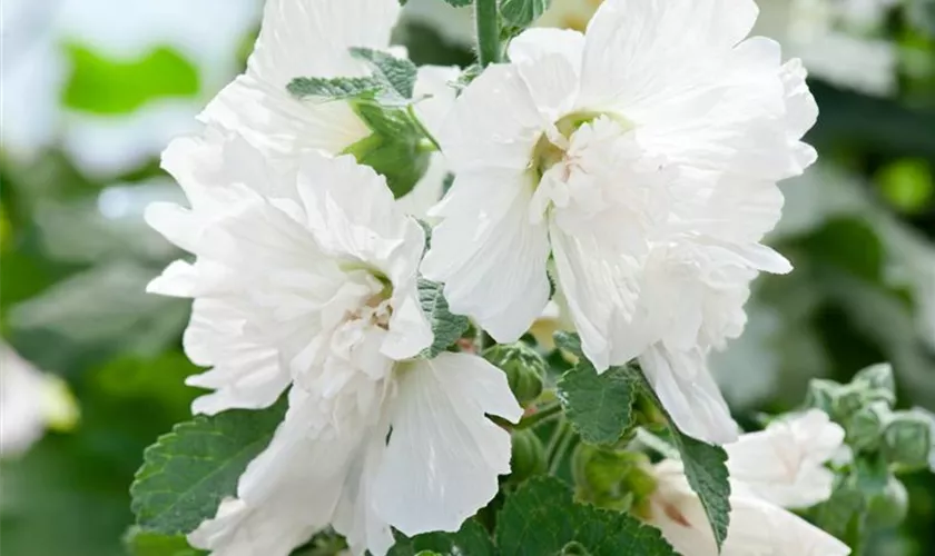 Alcea suffrutescens