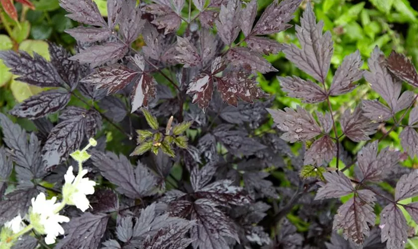 Garten-Oktober-Silberkerze 'Black Negligee'