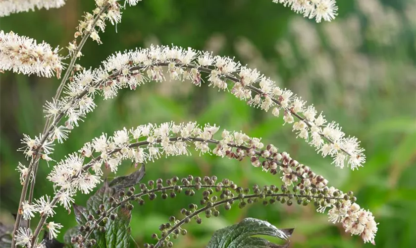 Cimicifuga ramosa 'Queen of Sheba'