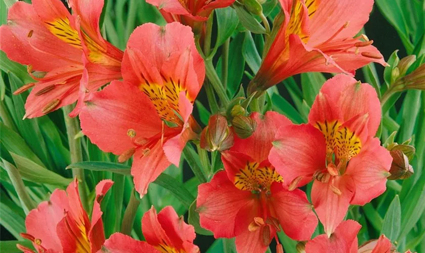 Alstroemeria 'Ella'