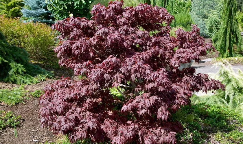 Acer palmatum 'Oregon Sunset'