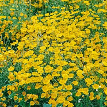 Anthemis tinctoria 'Beauty of Grallagh'