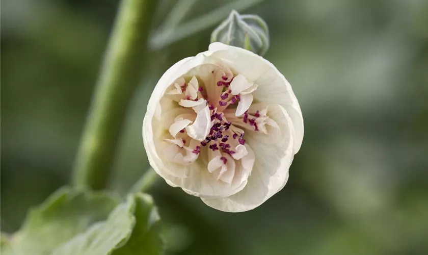 Alcea suffrutescens 'Parkallee'