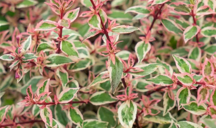 Abelia grandiflora 'Lady Karneval'®