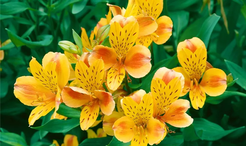 Alstroemeria haemantha 'Sweet Laura'