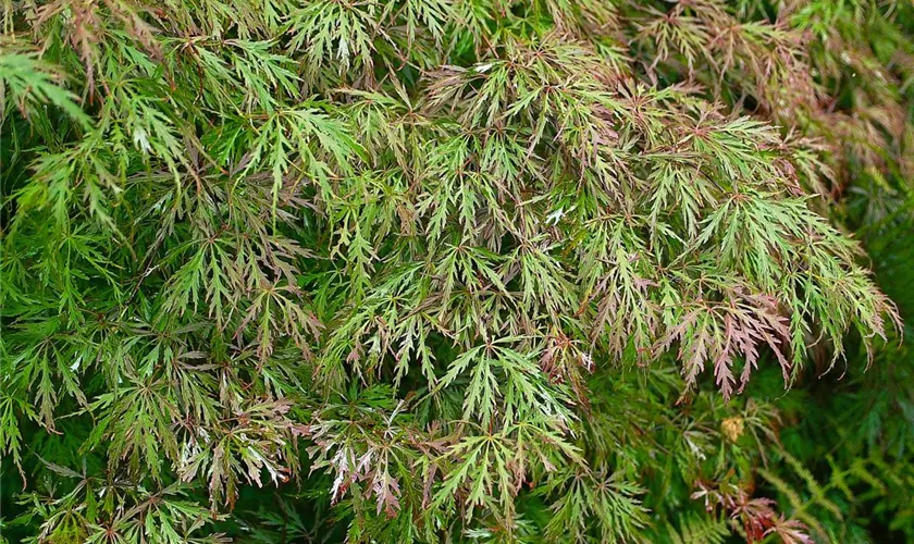 Acer palmatum 'Oriental Lace'