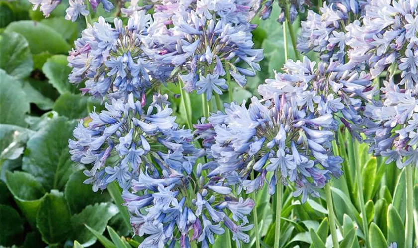 Agapanthus hybride 'Blue Heaven'