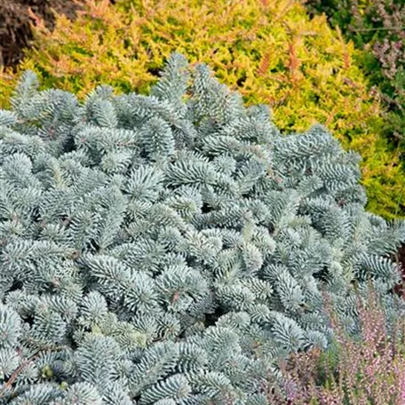 Silbertanne 'Blaue Hexe'