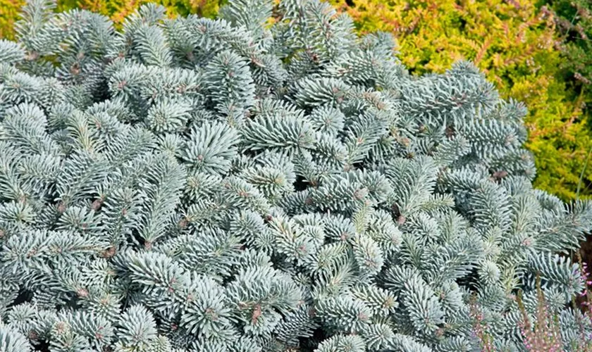 Abies procera 'Blaue Hexe'