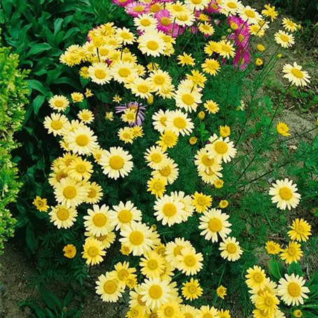 Anthemis tinctoria 'Dwarf Form'