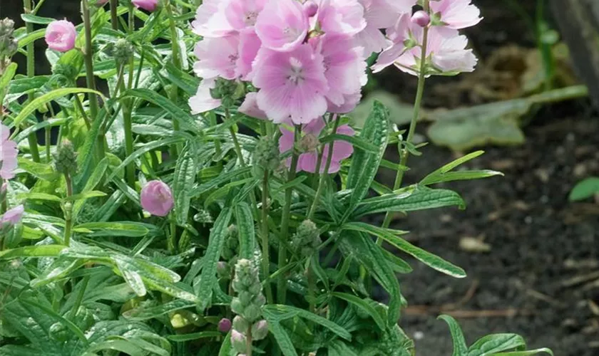 Alcea suffrutescens 'Parkfrieden'