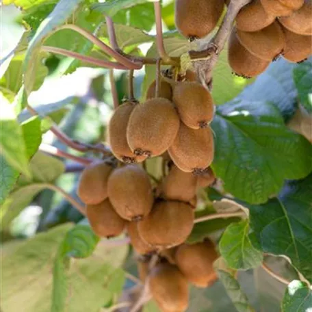 Kiwi 'Multi'