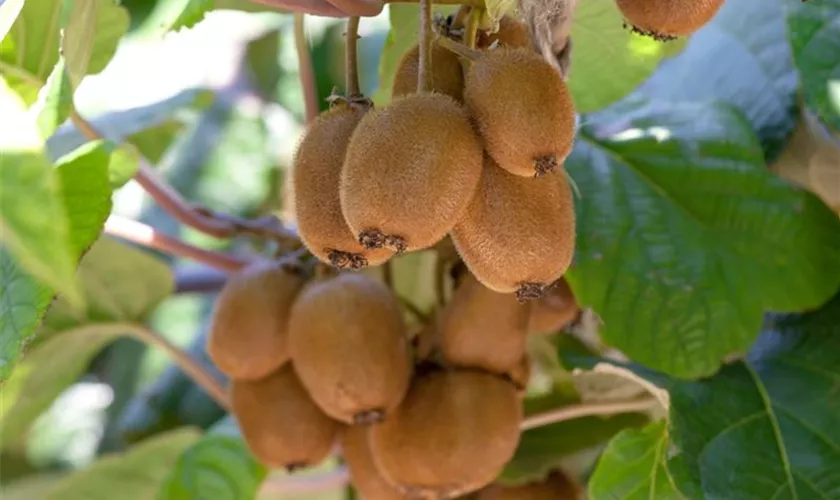 Actinidia arguta 'Multi'