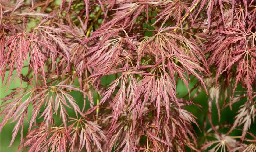 Roter Schlitzahorn 'Ornatum'