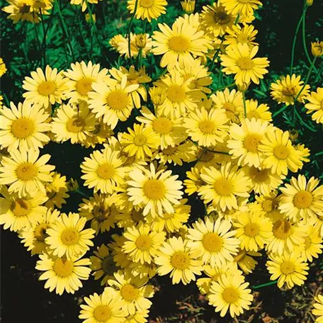 Anthemis tinctoria 'Grallagh Gold'