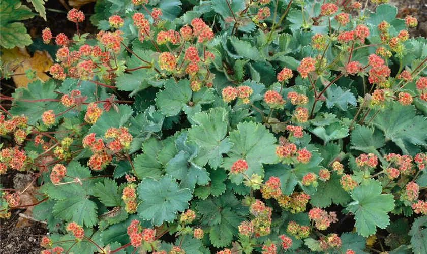 Alchemilla erythropoda