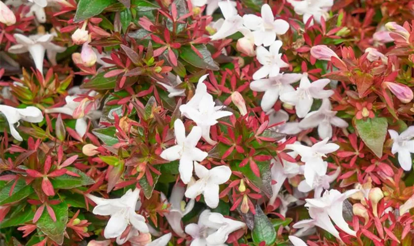 Abelia grandiflora 'Mardi Gras'