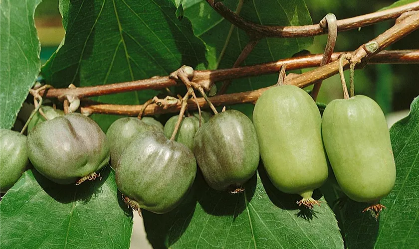 Actinidia arguta 'Ambrosia'