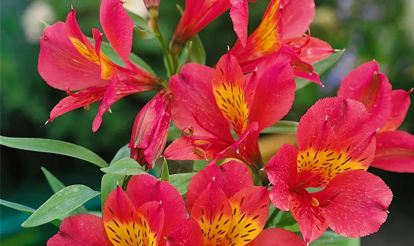 Alstroemeria hybrida 'Rock & Roll'