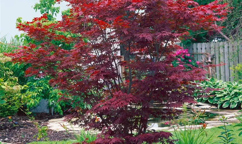 Acer palmatum 'Oshio Beni'