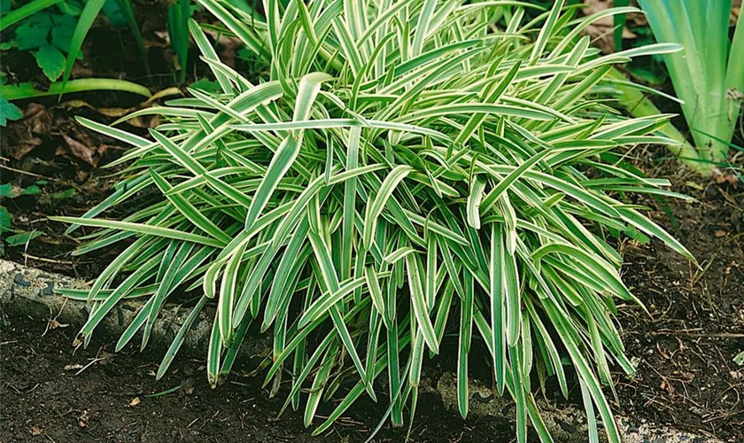 Agapanthus hybride 'Golden Drop'