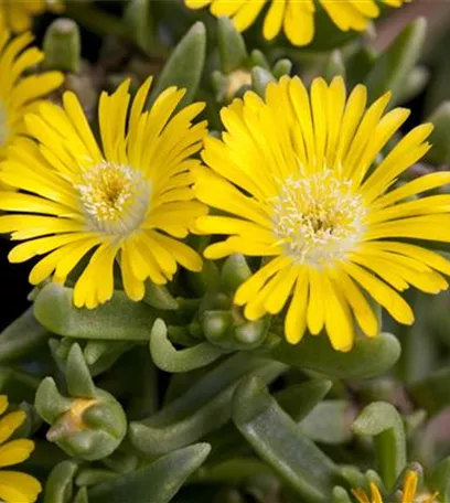 Winterharte Eisblumen (Delosperma congesta) für den Steingarten