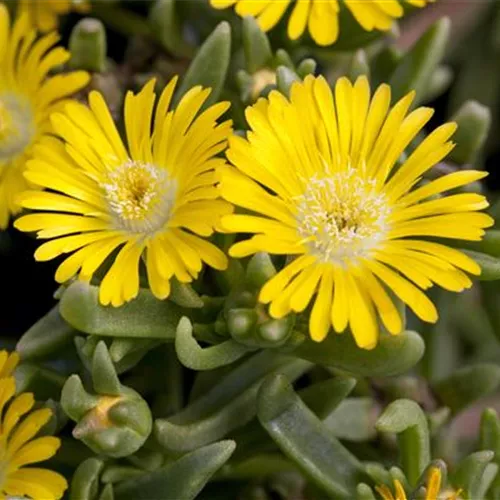 Winterharte Eisblumen (Delosperma congesta) für den Steingarten