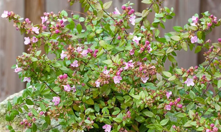 Abelia grandiflora 'Petit Garden'®