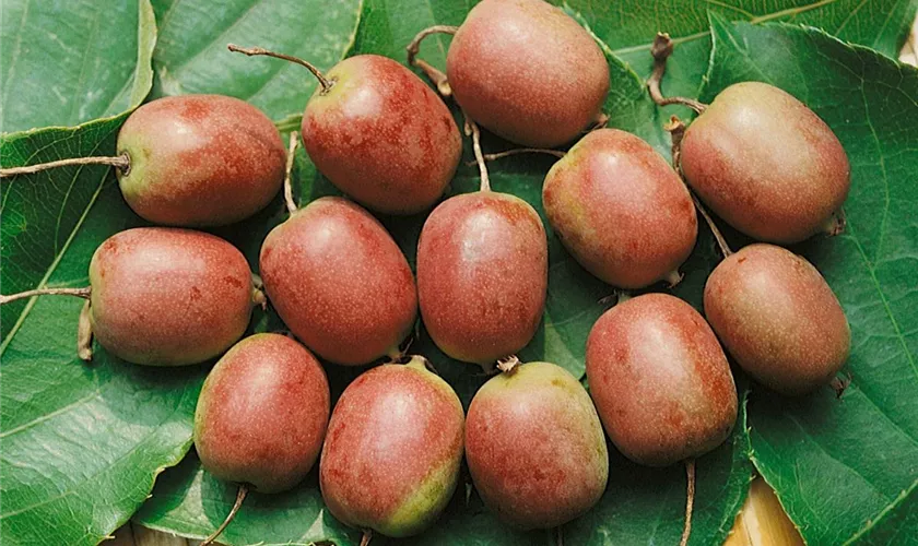 Actinidia arguta 'Red Jumbo'