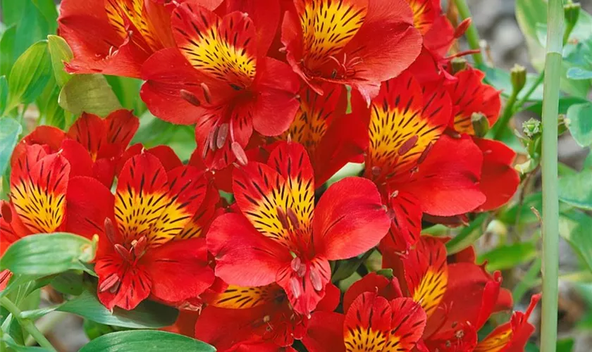 Alstroemeria 'Inca Adore'®