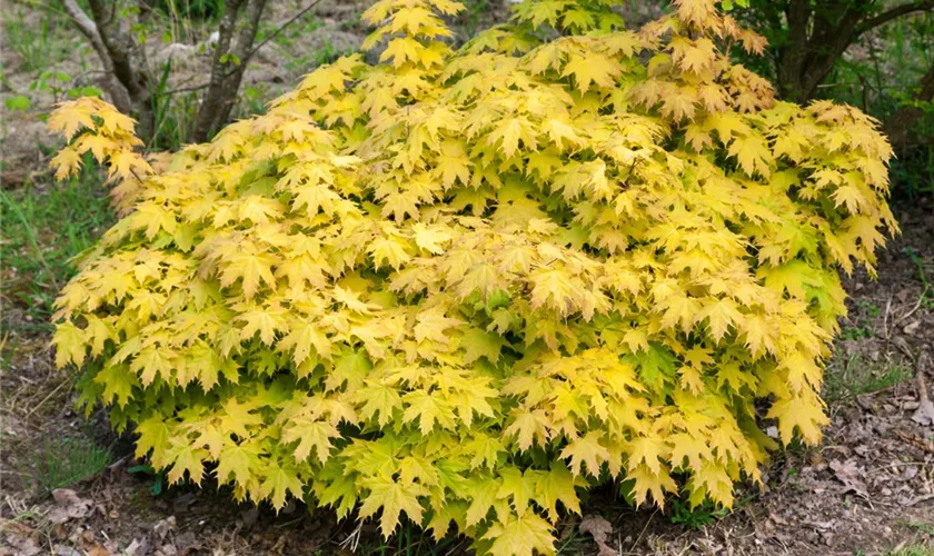 Acer palmatum 'Oto Hime'