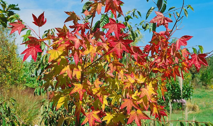 Kleinblütiger Ahorn 'Candelabrum'