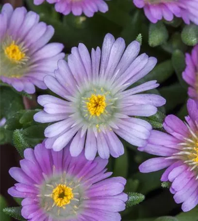 Winterharte Eisblumen (Delosperma congesta) für den Steingarten