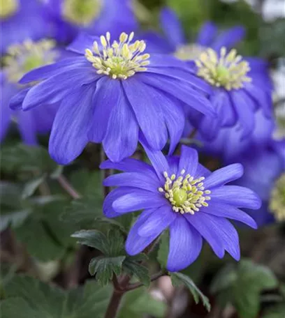 Anemonen – zarte Windröschen im Garten