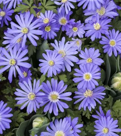 Anemonen – zarte Windröschen im Garten