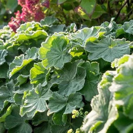 Großblättriger Garten-Frauenmantel 'Robustica'