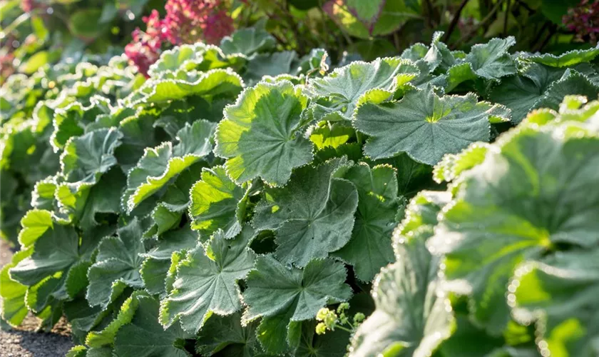 Alchemilla mollis 'Robustica'