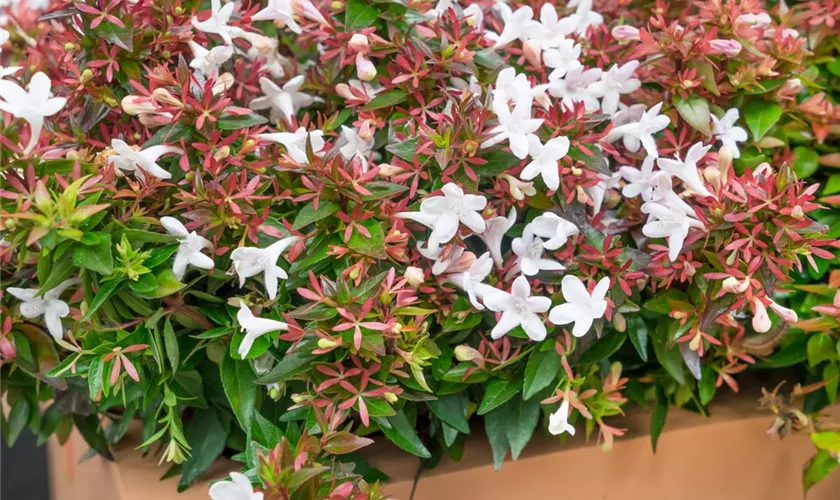 Abelia grandiflora 'Pink Bells'