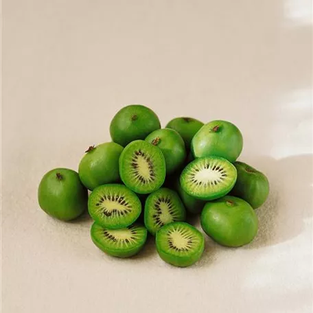 Kiwi 'Dumbarton'