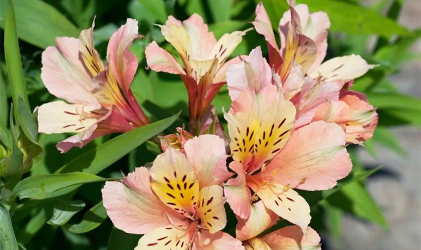 Alstroemeria 'Inca Devotion'®