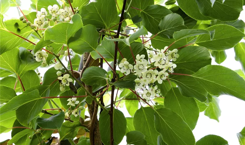 Actinidia arguta 'Pollino'