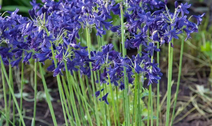 Agapanthus hybride 'Northern Star'