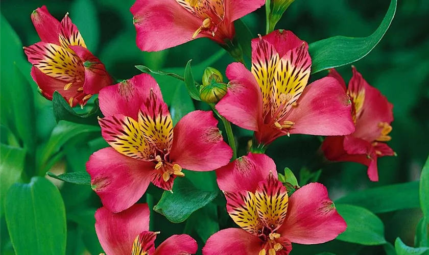 Alstroemeria 'Inca Obsession'®