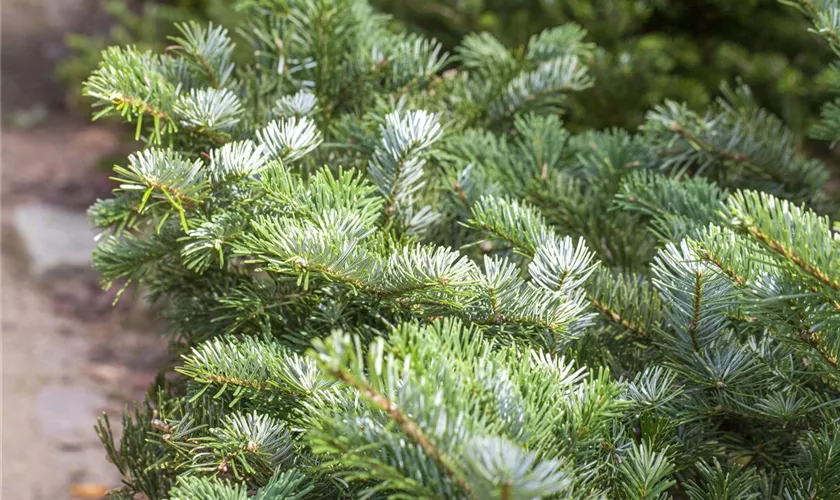 Abies veitchii 'Heddergott'