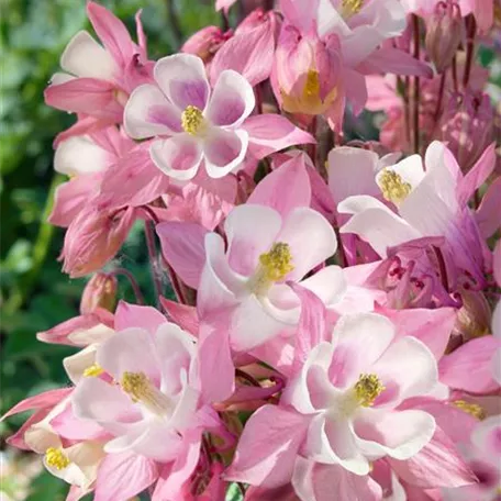 Aquilegia 'Biedermeier'