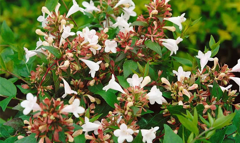 Abelia grandiflora 'Snowdrift'