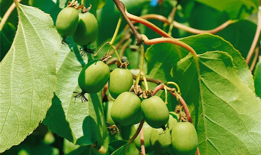 Actinidia arguta 'Green Light'