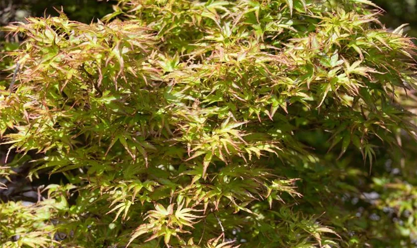 Acer palmatum 'Kamagata'